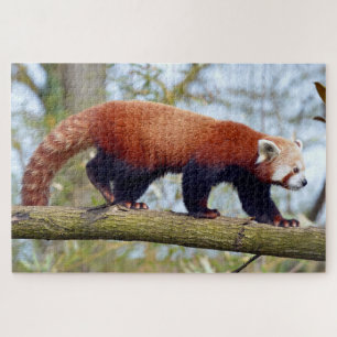 Puzzle Panda rouge marchant sur la branche