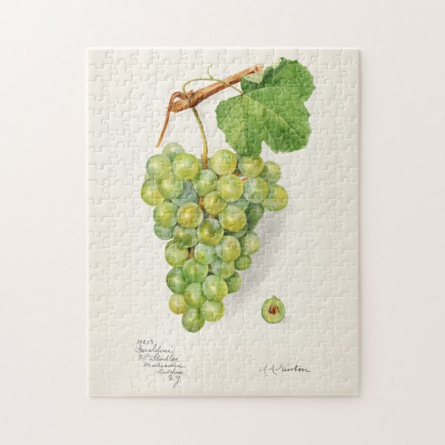 Puzzle Panier de raisins verts Aquarelle de fruits (Vertical)