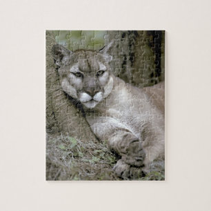 Puzzle panthère de Floride, Felis concolor coryi,