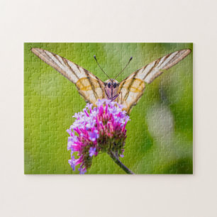 Puzzle Papillon à queue épaisse.