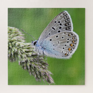 Puzzle Papillon bleu commun sur l'herbe