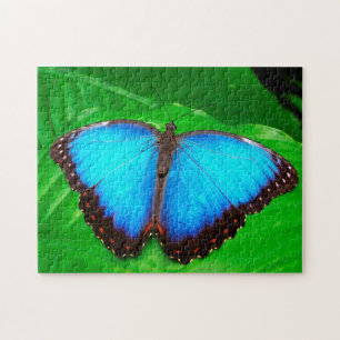 Puzzle Papillon bleu Morphofalter.