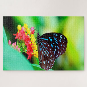 Puzzle Papillon Blue Tiger Tirumala Hamata.