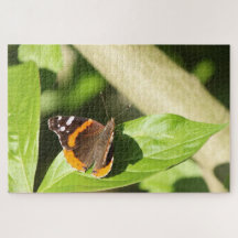 Papillon de l'amiral rouge