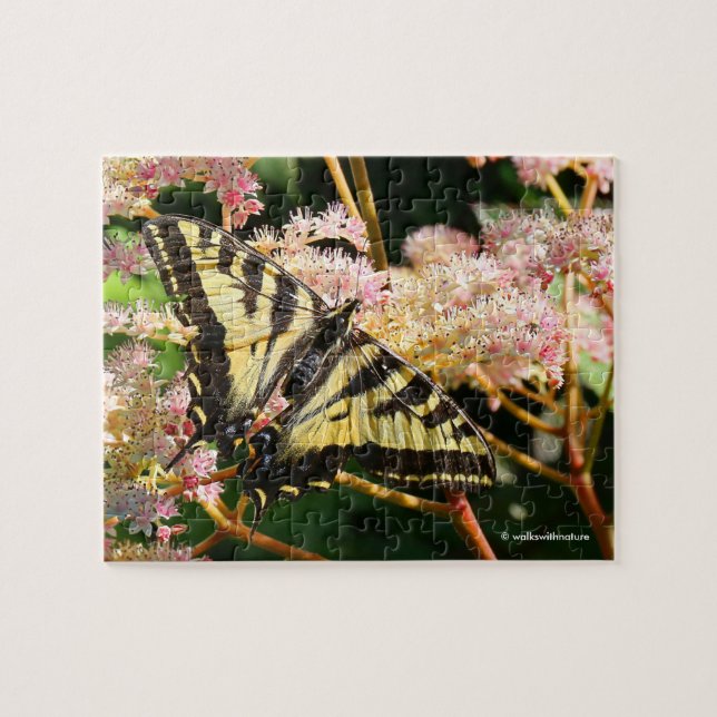 Puzzle Papillon de queue de Tigre occidental sur Rodgersi (Horizontal)