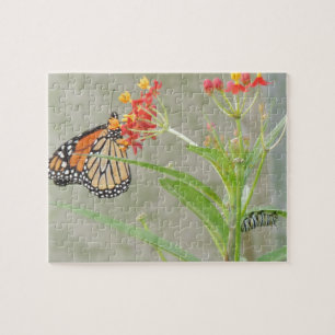 Puzzle Papillon et Caterpillar de monarque