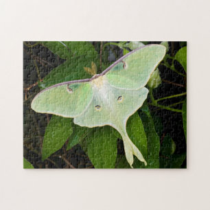 Puzzle Papillon luna sur clématite de Carnaby