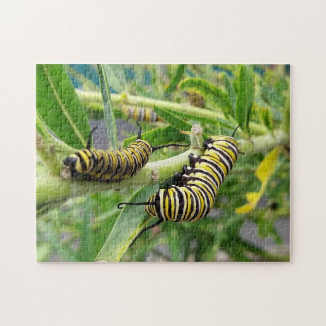 Puzzle Papillon monarque Caterpillar Insect (Horizontal)