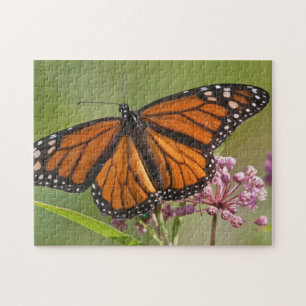 Puzzle Papillon monarque mâle sur asclépiade incarnate