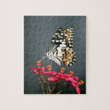 Papillon noir et jaune blanc sur Fleurs roses