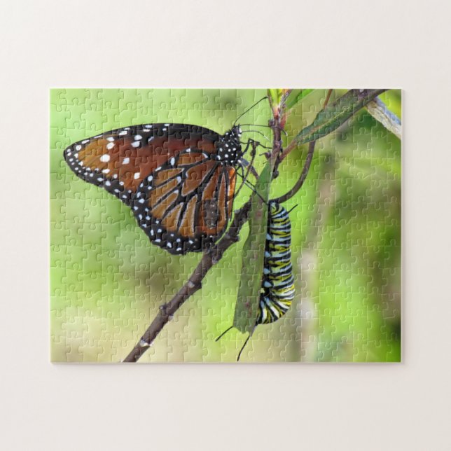 Puzzle Papillon Queen et chenille Monarque (Horizontal)