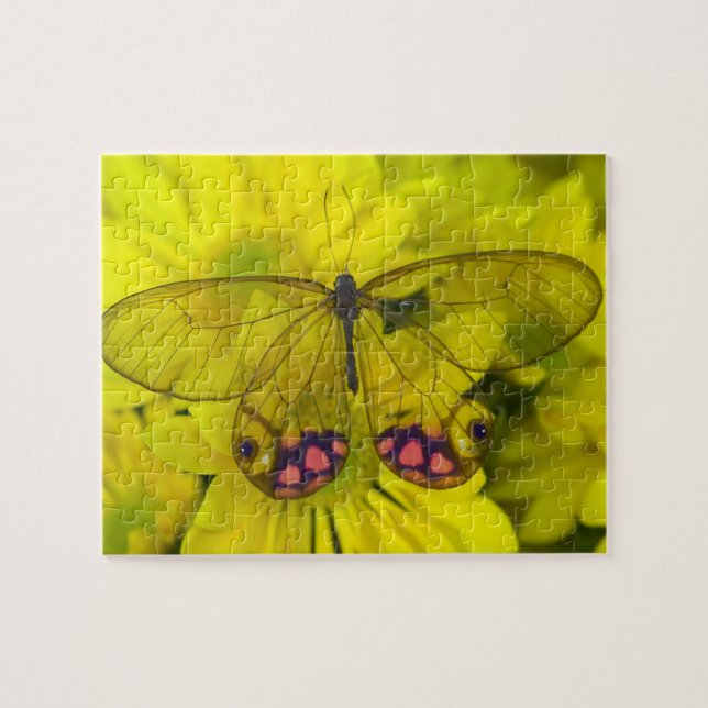 Puzzle Papillon sur jaune (Horizontal)