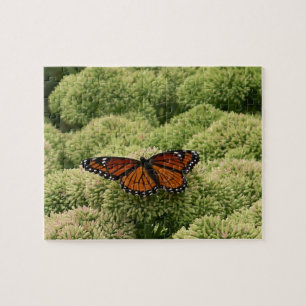 Puzzle Papillon Viceroy Belle photographie de la nature