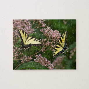 Puzzle Papillons à queue de tigre sur Joe Pye Weed