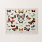 Papillons et papillons de nuit d'antiquité Illustr