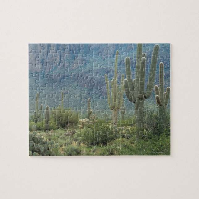 Puzzle Parc national de Saguaro, Arizona (Horizontal)