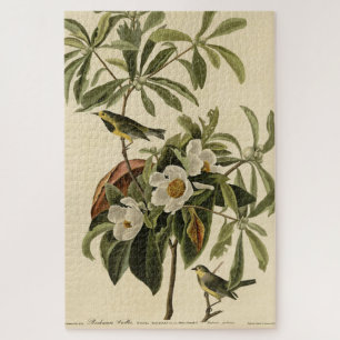Puzzle Paruline de Bachman, d'Audubon's Birds of America