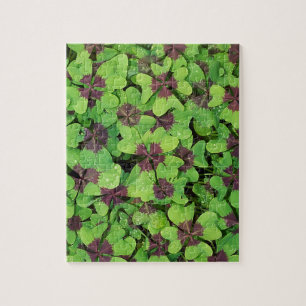 Puzzle Patte de quatre feuilles de trèfle, Sorrel, avec D