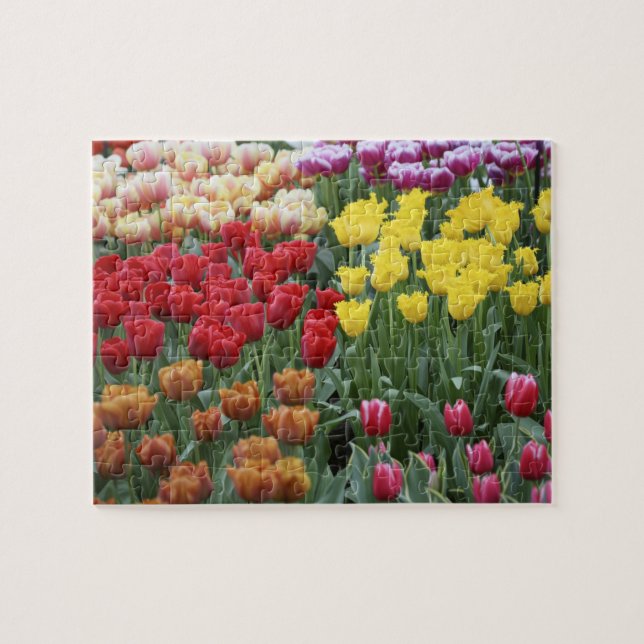 Puzzle Pays-Bas, Keukenhoff Gardens, tulipes. (Horizontal)