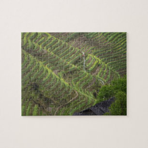 Puzzle Paysage de rizières en terrasses dans la montagne,