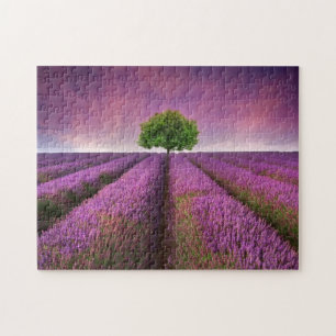 Puzzle Paysage de terrain de lavande Coucher de soleil d'