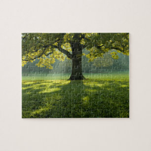 Puzzle Paysage forestier Nature sauvage