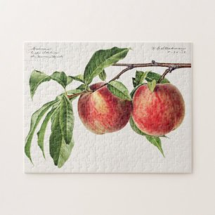 Puzzle Peaches (Prunus Persica) Peinture à l'aquarelle de