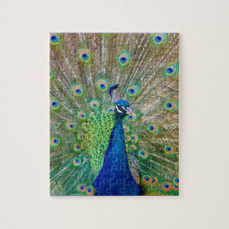 Puzzle Peacock
