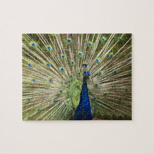 Puzzle Peacock