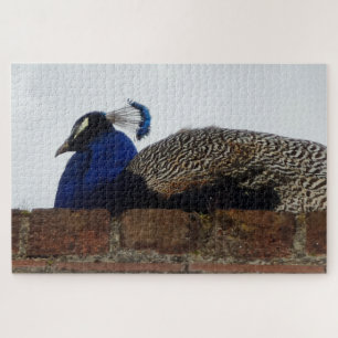 Puzzle Peacock
