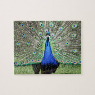 Puzzle Peacock