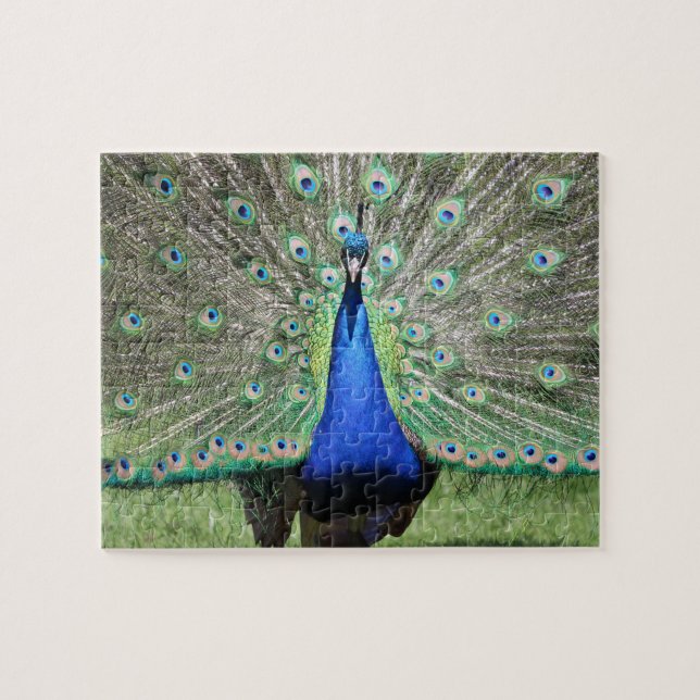 Puzzle Peacock (Horizontal)
