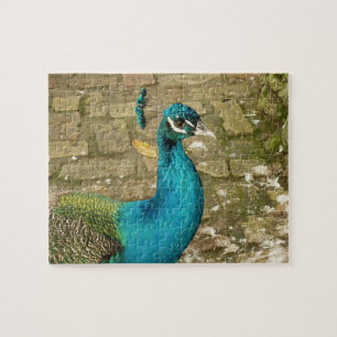 Puzzle Peacock Belle photographie nature