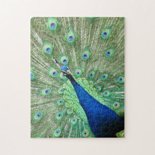 Puzzle - Peacock Displaying Tail Feathers