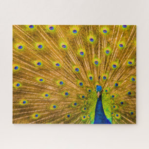 Puzzle Peacock, Silver Falls, Kauai, Hawaii