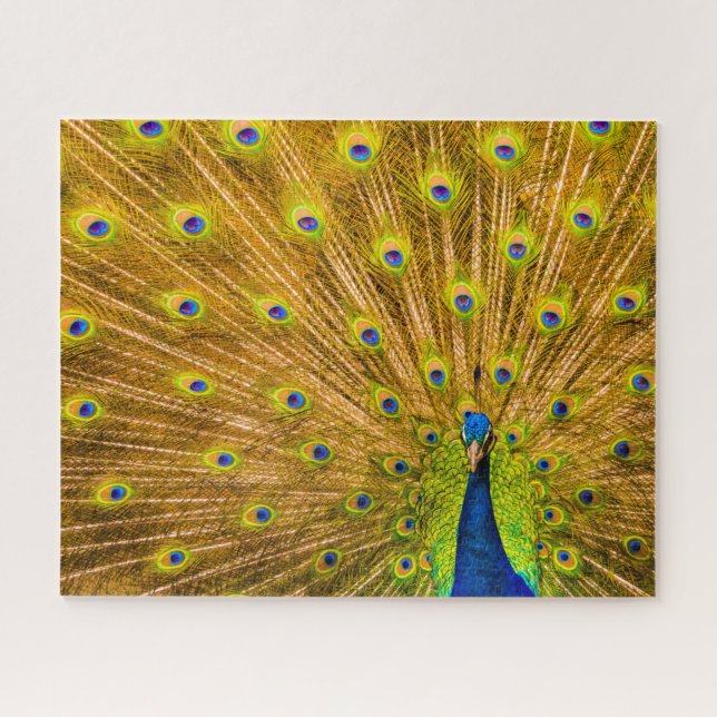 Puzzle Peacock, Silver Falls, Kauai, Hawaii (Horizontal)