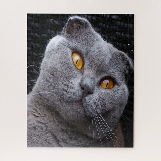 Puzzle Pédigée du Chat Scottish Fold (Vertical)
