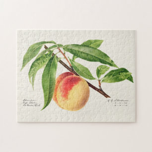 Puzzle Peinture à base de fruits à la broche (Prunus Pers