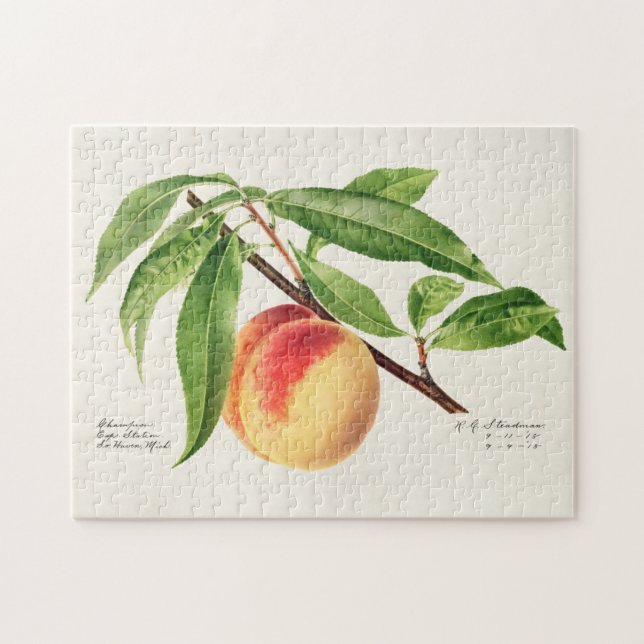 Puzzle Peinture à base de fruits à la broche (Prunus Pers (Horizontal)