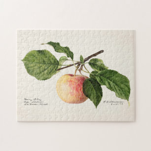Puzzle Peinture à l'aquarelle de fruits (Malus Domestica)