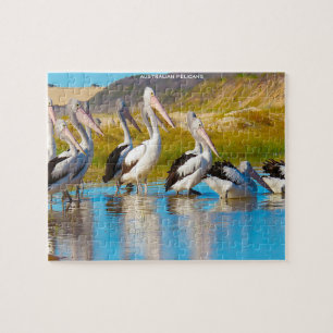 Puzzle Pélicans australiens