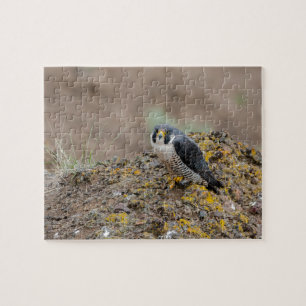 Puzzle Peregrine falcon