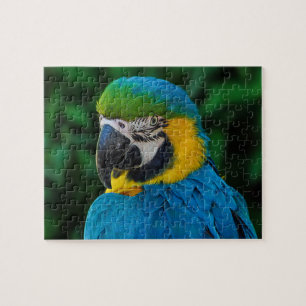 Puzzle Perroquet bleu et or macaw