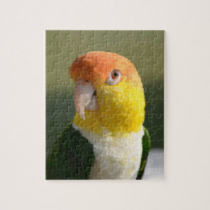 Puzzle Perroquet de caïque gonflé par blanc mignon