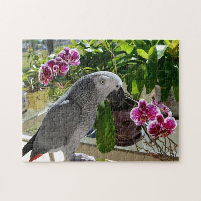 Puzzle Perroquet de gris africain avec des orchidées (Horizontal)