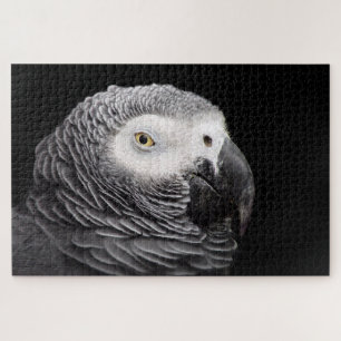 Puzzle Perroquet Gris Africain