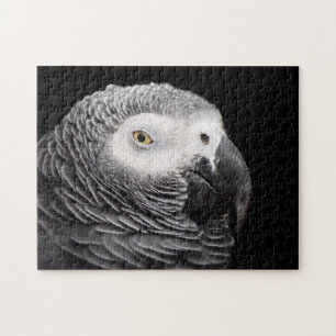 Puzzle Perroquet Gris Africain