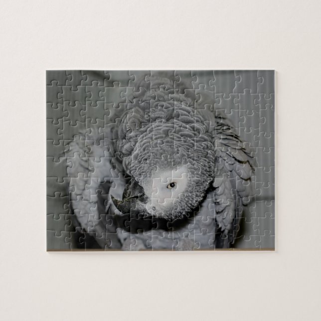 Puzzle Perroquet gris africain Oiseau soyeux (Horizontal)