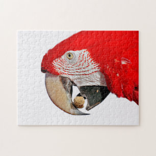 Puzzle Perroquet macaw rouge avec arachide