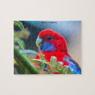 Puzzle Perroquets Rosella Australie